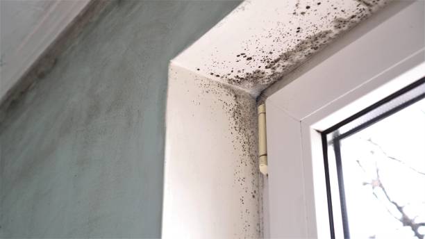 Best Asbestos and Lead Testing During Mold Inspection  in East Sandwich, MA
