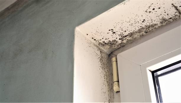 Best Water Damage & Mold Remediation  in East Sandwich, MA