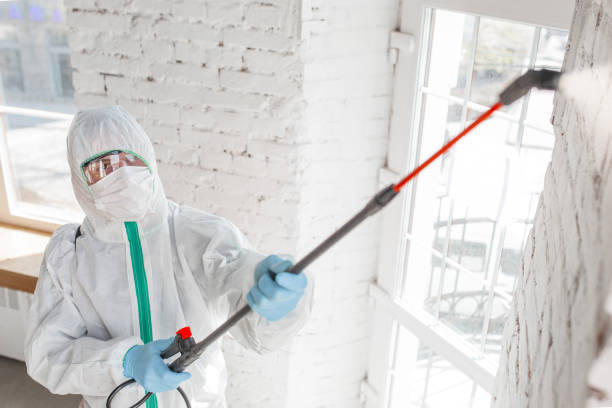 Trusted East Sandwich, MA Mold Removal Experts