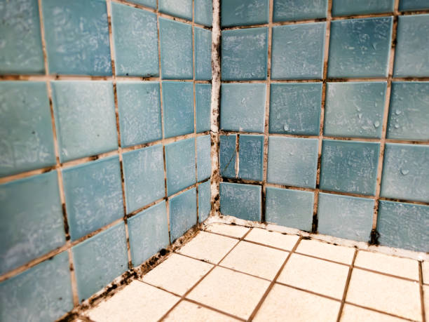 Best Industrial Mold Remediation  in East Sandwich, MA