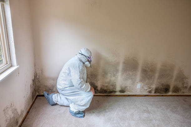 Best Attic Mold Removal  in East Sandwich, MA