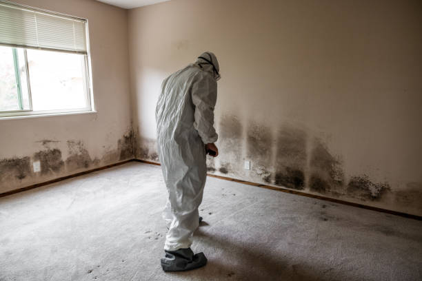 Best Commercial Mold Inspection  in East Sandwich, MA