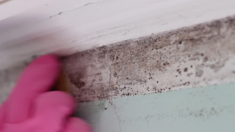 Best Forensic Mold Investigation  in East Sandwich, MA